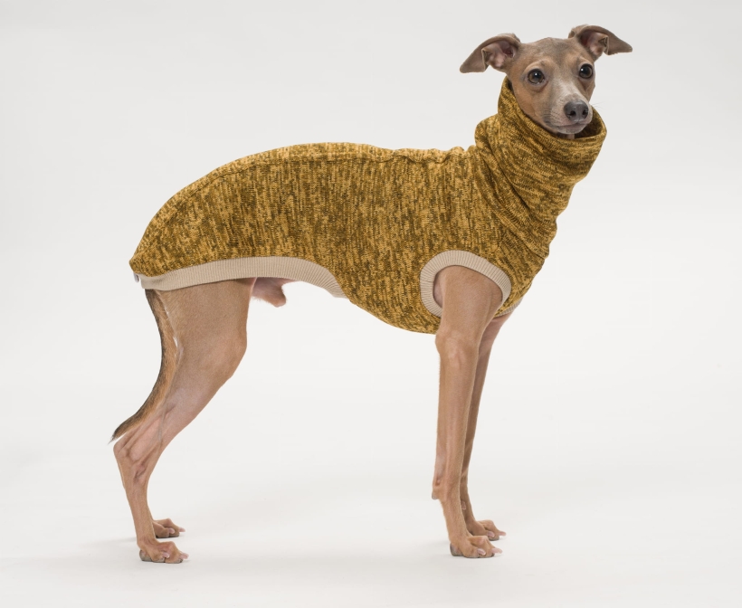 bezrękawnik dla charcika włoskiego