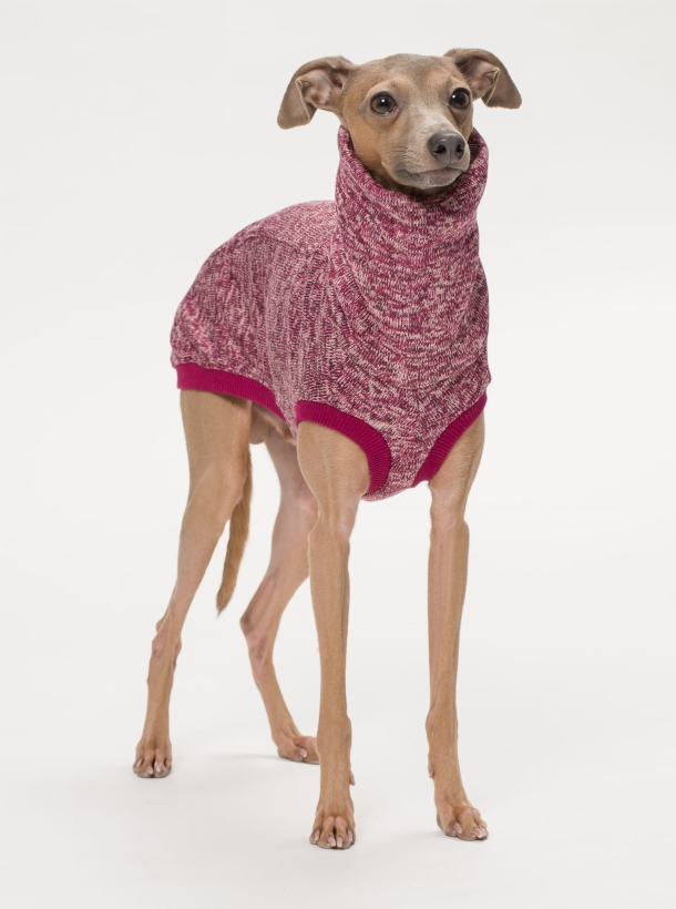 bezrękawnik dla charcika włoskiego