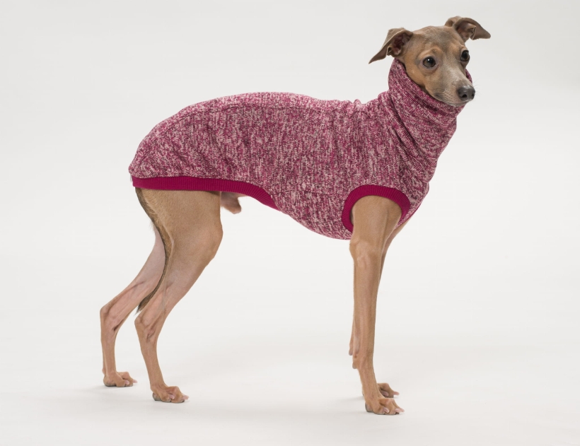 bezrękawnik charcik włoski