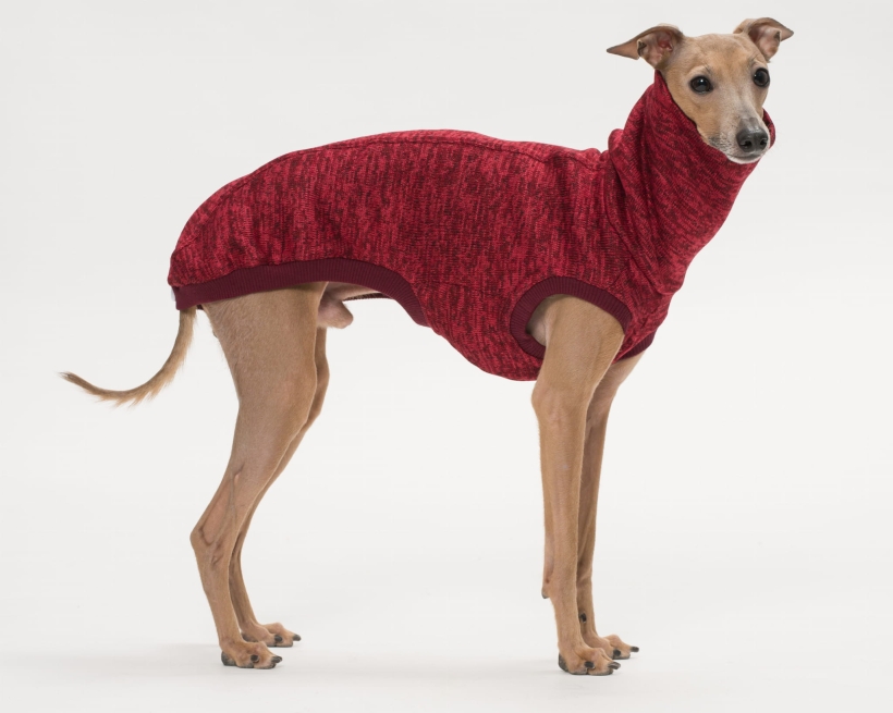 bezrękawnik dla charcika włoskiego