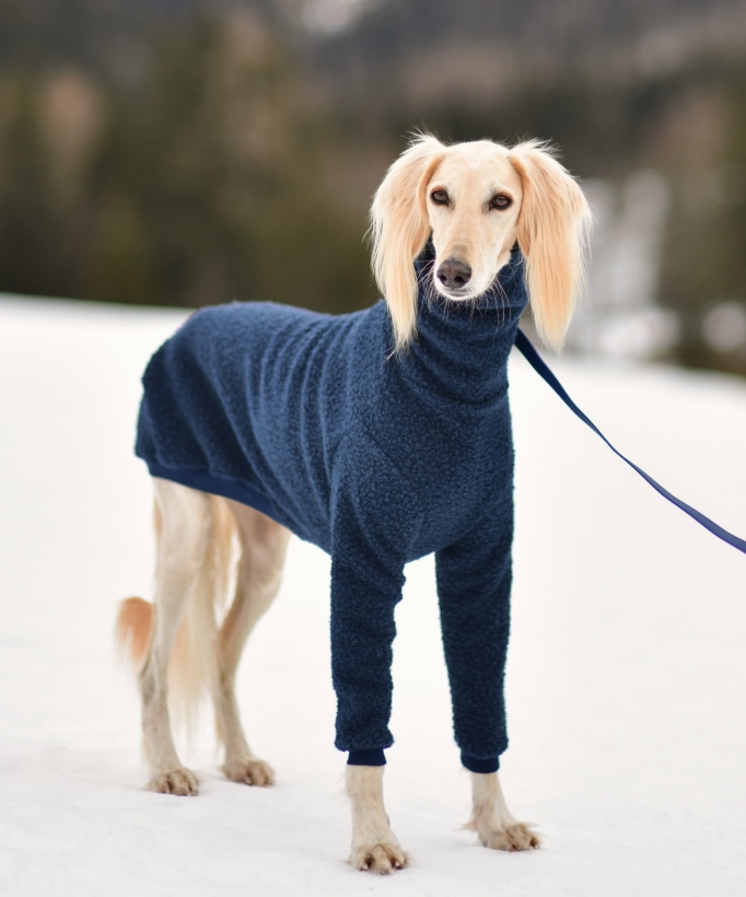 bluza dla charta z boucle , na zdjeciu saluki