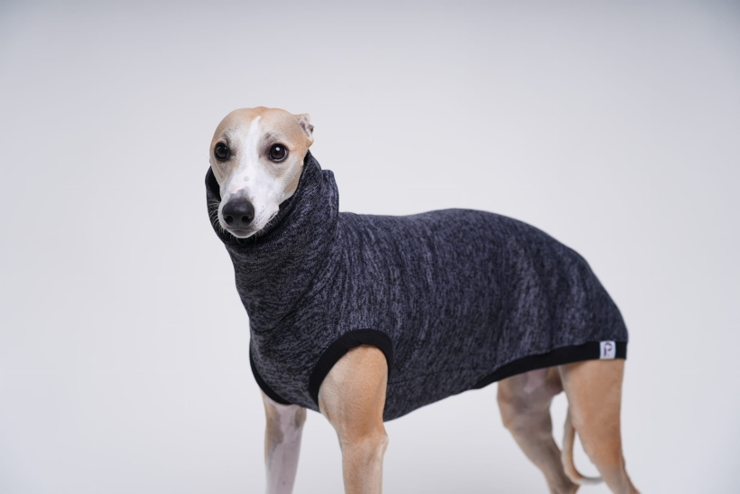 bezrękawnik dla charta