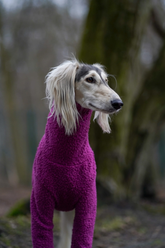 bluza dla charta z boucle , na zdjeciu saluki
