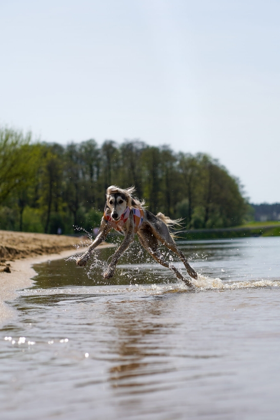 koszulka chłodząca dla charta, saluki w koszulce chlodzacacej nad woda