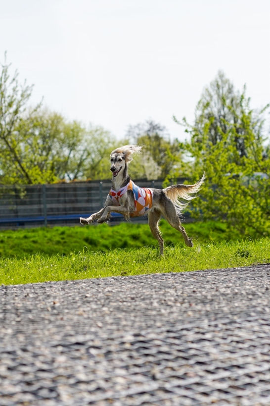 koszulka chłodząca dla charta, saluki
