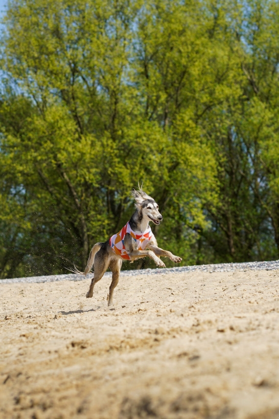 koszulka chłodząca dla charta, chart saluki w koszulce nad wodą