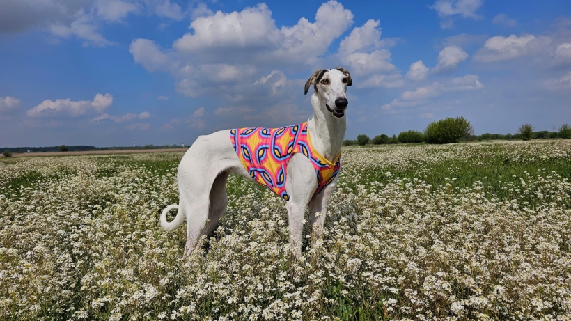 koszulka chłodząca dla charta, chart polski na łące w koszulce chłodzącej