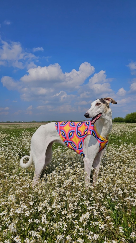 koszulka chłodząca dla charta, chart polski na łące w koszulce chłodzącej