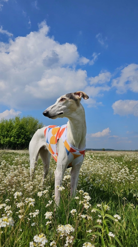 koszulka chłodząca dla charta, chart polski na łące w koszulce chłodzącej