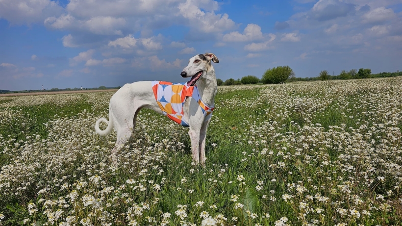 koszulka chłodząca dla charta, chart polski na łące w koszulce chłodzącej