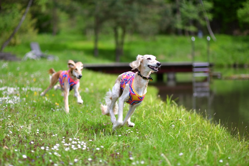 koszulka chłodząca dla charta, dwa charty perskie biegajace na łące w kolorowych koszulkach chłodzących blisko jeziora