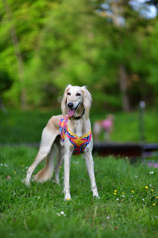 koszulka chłodząca dla charta, chart perski na łące w pieknej kolorowej koszulce chłodzącej