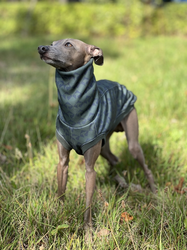 bezrękawnik dla charta, charcik włoski w bezrękawniku softshellowym