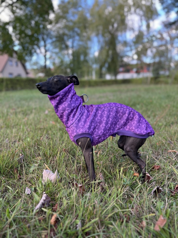 bezrękawnik dla charta, charcik włoski w bezrękawniku softshellowym