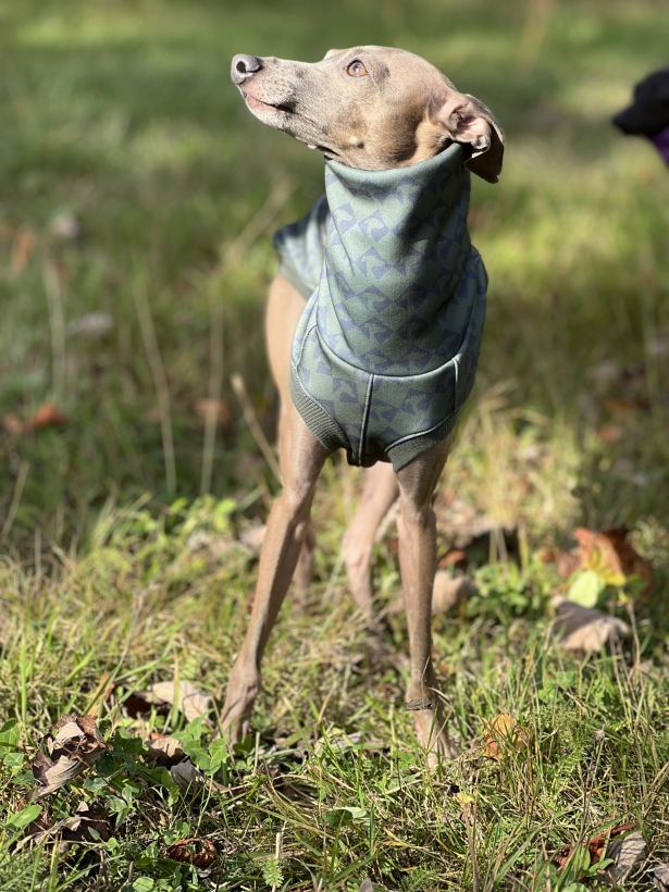 bezrękawnik dla charta, charcik włoski w bezrękawniku softshellowym