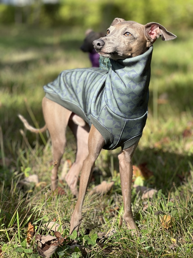 bezrękawnik dla charta, charcik włoski w bezrękawniku softshellowym