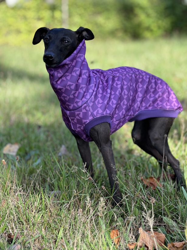 bezrękawnik dla charta, charcik włoski w bezrękawniku softshellowym