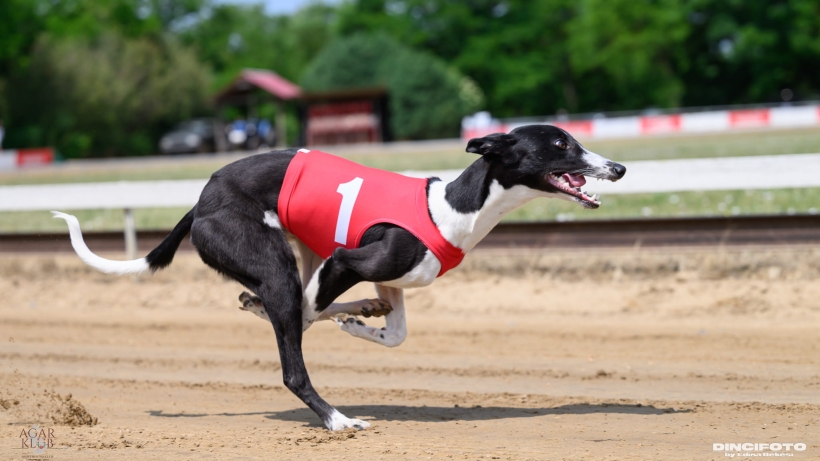 koszulka chłodząca torowa, whippet w koszulce torowej