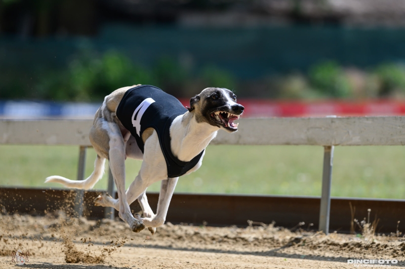 koszulka chłodząca torowa, whippet w koszulce torowej
