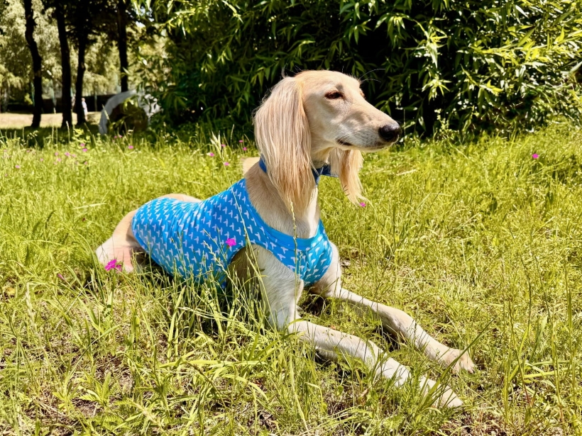 koszulka chłodząca dla charta, chart saluki lezacy na łące w niebieskiej koszulce chłodzącej