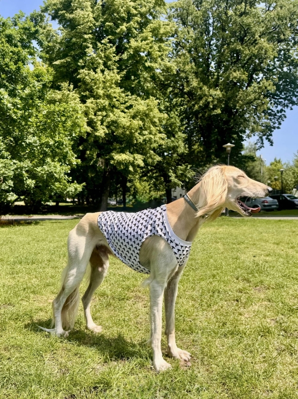 koszulka chłodząca dla charta, chart perski na łące w koszulce chłodzącej