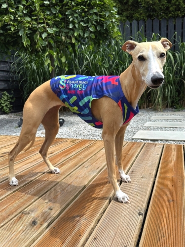 Na zdjęciu  stoi płowy whippet  na drewnianym tarasie w  kolorowej koszulce chłodzacej , kolorowej, personalizowanej dla klubu fyball. koszulka jest granatowa w żółte, czerwone, błekitne podłużne wzory, po bokach psa na koszulce jest napis drużyny Synergy