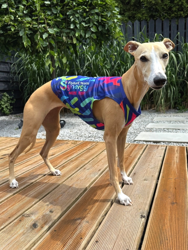 Na zdjęciu  stoi płowy whippet  na drewnianym tarasie w  kolorowej koszulce chłodzacej , kolorowej, personalizowanej dla klubu fyball. koszulka jest granatowa w żółte, czerwone, błekitne podłużne wzory, po bokach psa na koszulce jest napis drużyny Synergy