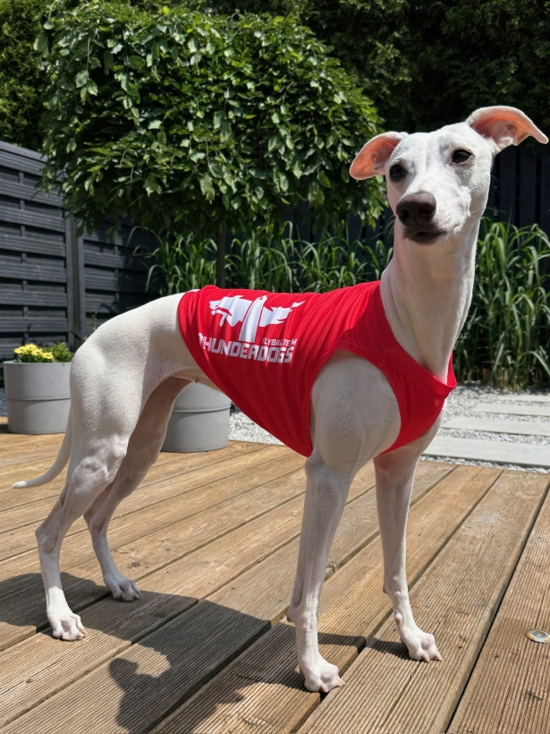 Na zdjęciu  stoi kremowy whippet  na drewnianym tarasie  w czerwonej koszulce chłodzącej, po obu bokach koszulki jest napis drużyny flyballowej thunderdog