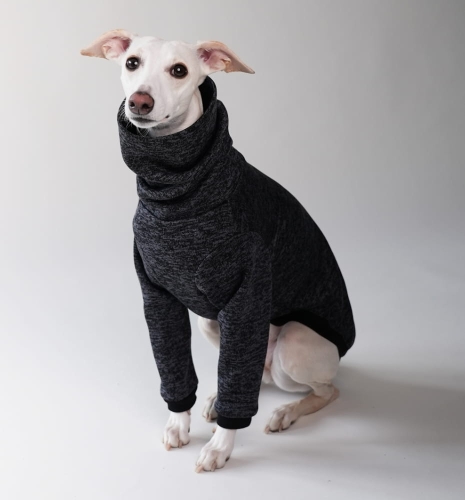 Bluza polarowa dla charta , whippet
