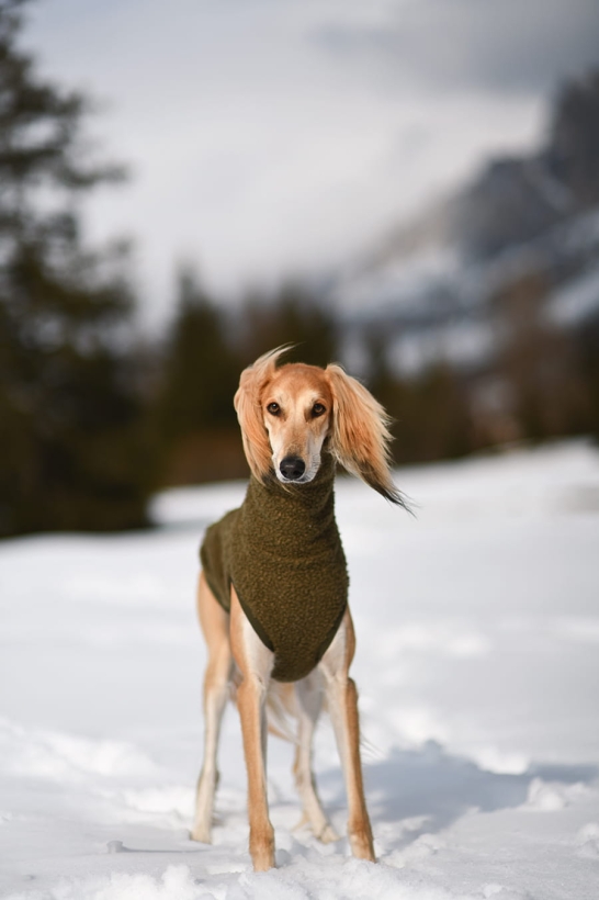 na zdjeciu chart saluki w oliwkowym bezrękawniku z boucle na tle pieknej zimy