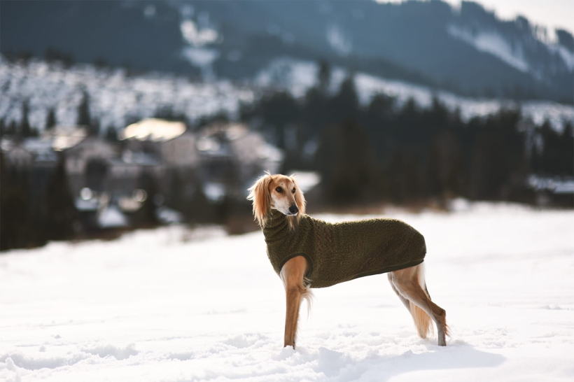 na zdjeciu chart saluki w oliwkowym bezrękawniku z boucle na tle pieknej zimy