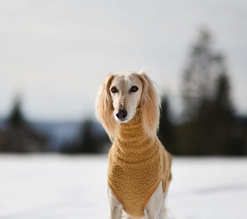 na zdjeciu chart saluki w miodowym bezrękawniku z boucle na tle pieknej zimy
